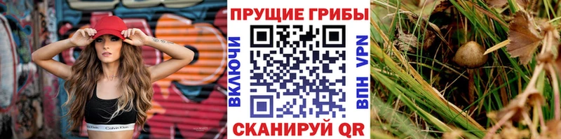 Псилоцибиновые грибы мицелий  blacksprut маркетплейс  Устюжна  хочу  